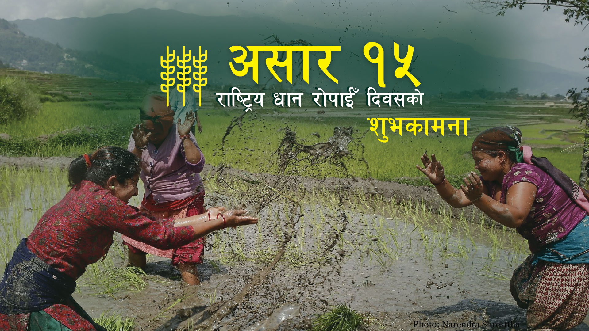 आज राष्ट्रिय धान दिवस:  थप ६  हजार मेट्रिक टन उत्पादन हुँदा मुलक धानमा आत्मनिर्भर बन्ने