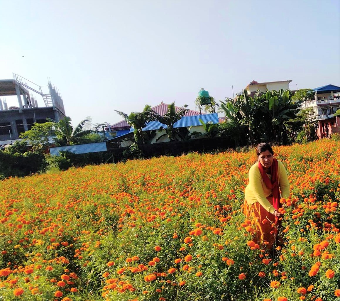 व्यावसायिक फूलखेतीतर्फ आकर्षित चितवनको संगम महिला कृषक समूह